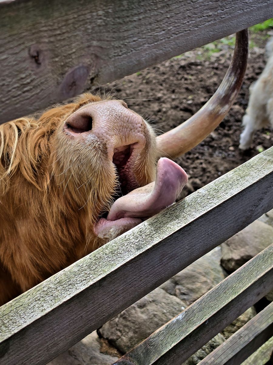 A Highland cow sticking its tongue out over a fence