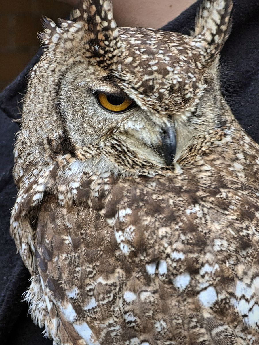 Close-up of an eagle owl